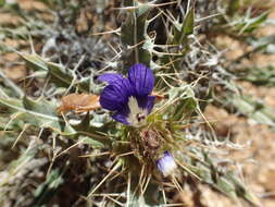 Image of Acanthopsis horrida (Nees) Nees