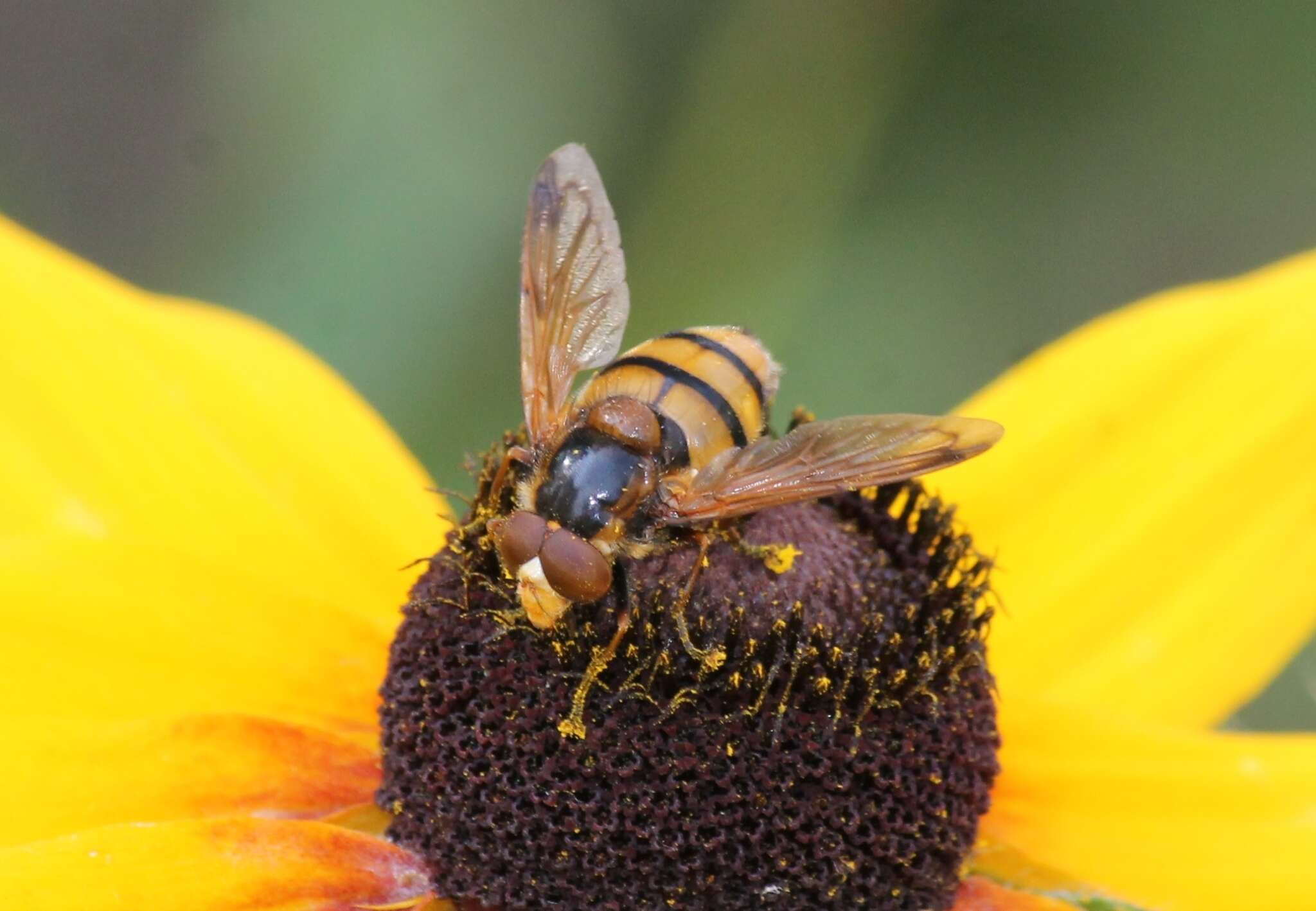 Image of lesser hornet hoverfly