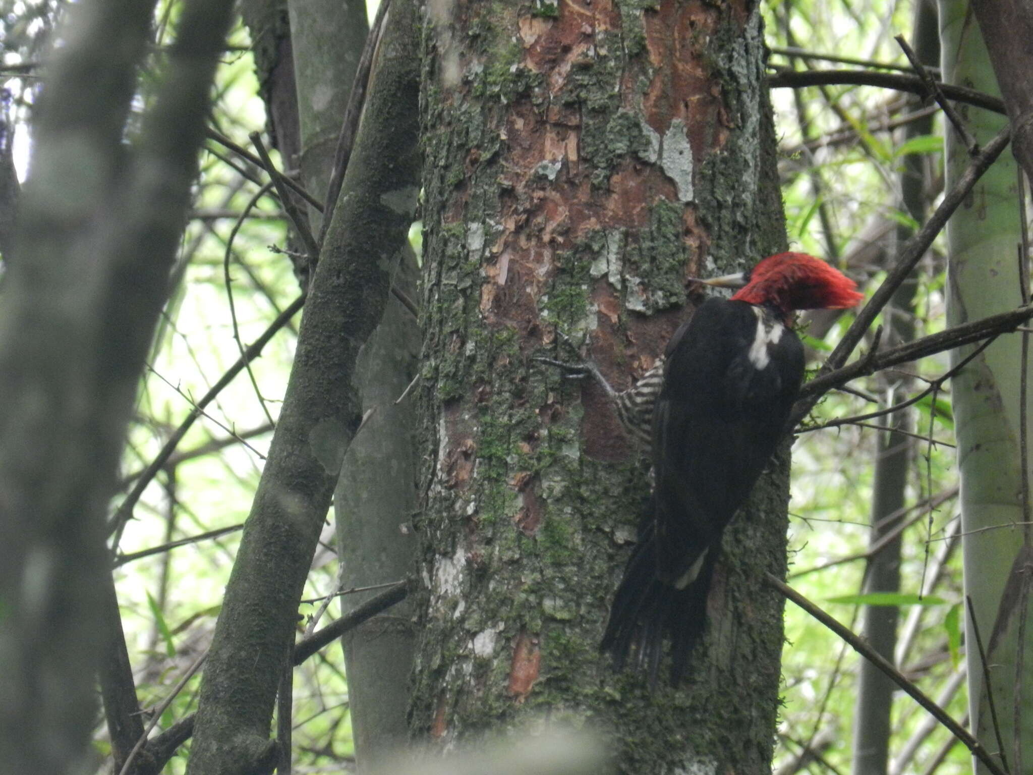 Image of Robust Woodpecker