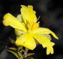 Image of Hibbertia arcuata J. R. Wheeler