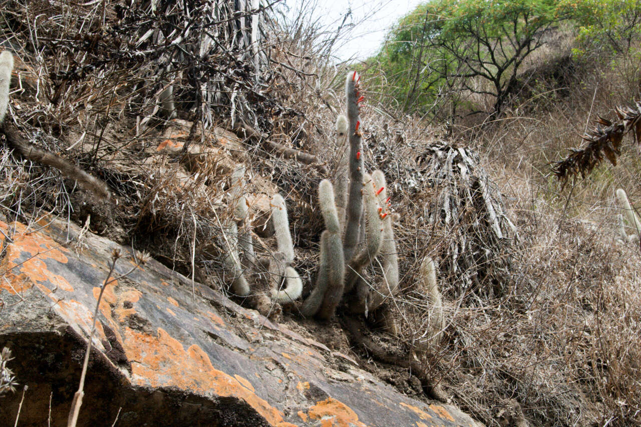 Imagem de Cleistocactus hyalacanthus (K. Schum.) Rol.-Goss.