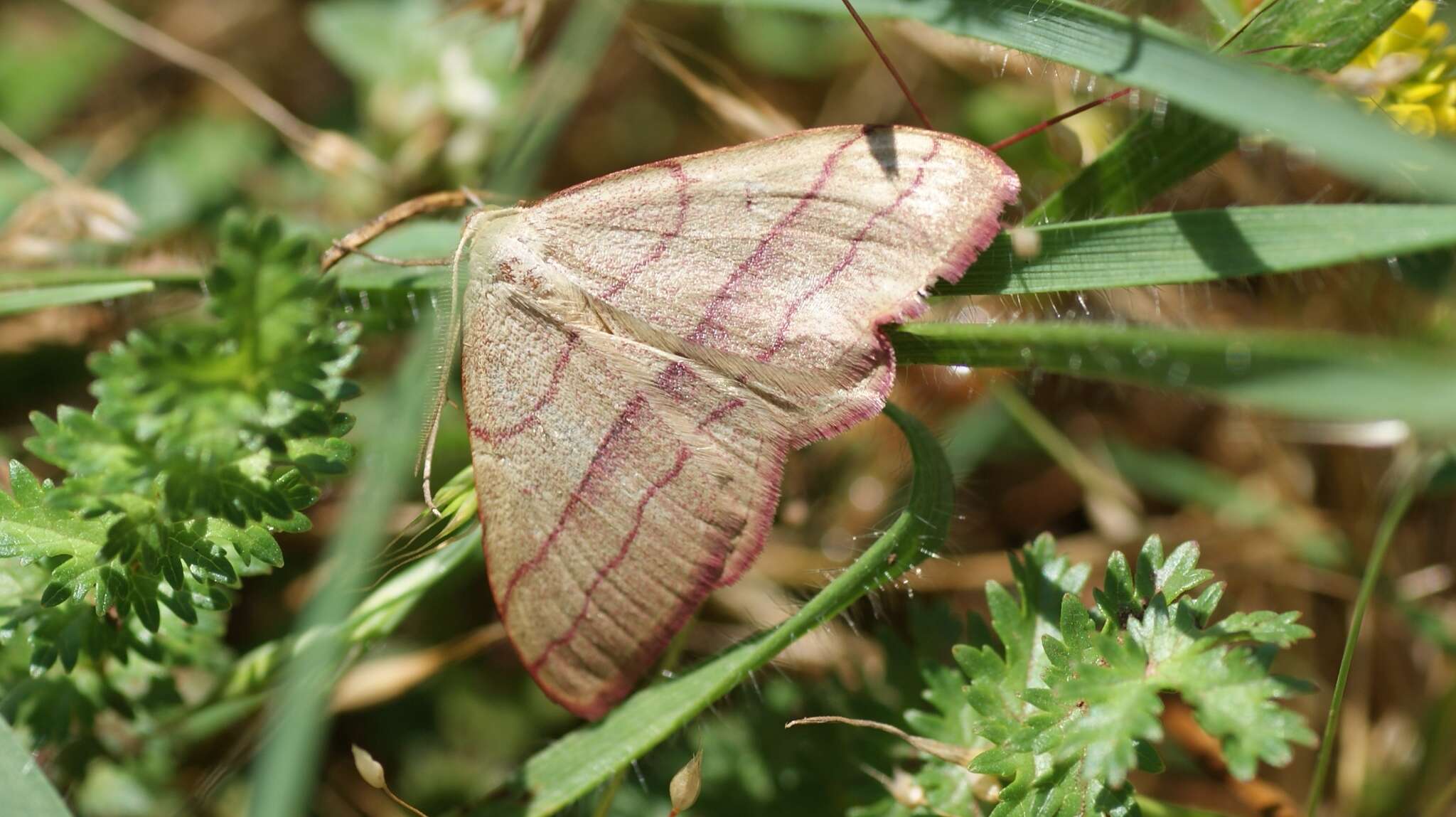 Rhodostrophia vibicaria Clerck 1759的圖片