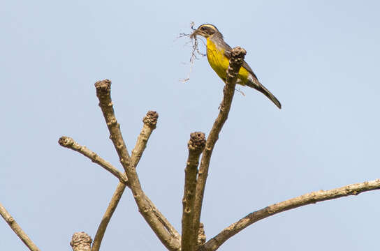 صورة Emberiza cabanisi (Reichenow 1875)