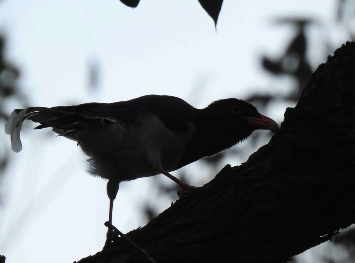 Image of Blue Magpie