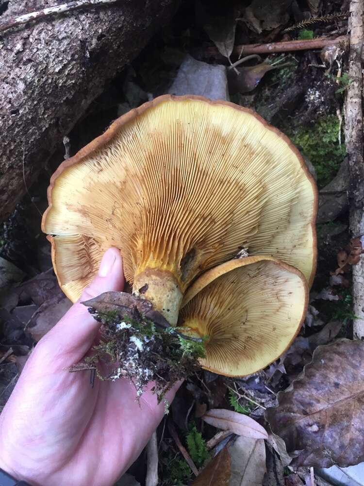 Image of Austropaxillus nothofagi (McNabb) Bresinsky & Jarosch 1999