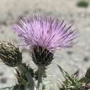 Image of Barneby's thistle