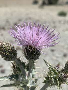 Cirsium barnebyi S. L. Welsh & E. Neese的圖片