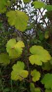 Слика од Rubus alceifolius Poir.