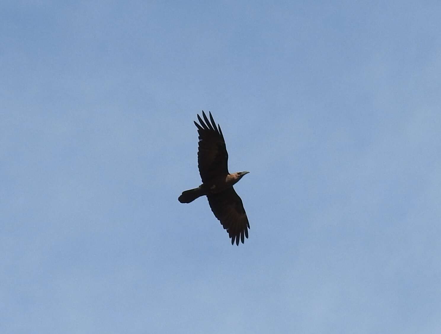 Plancia ëd Corvus ruficollis Lesson & R 1831