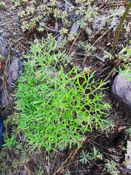 Image of desert Indianbush