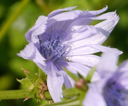 Image of chicory