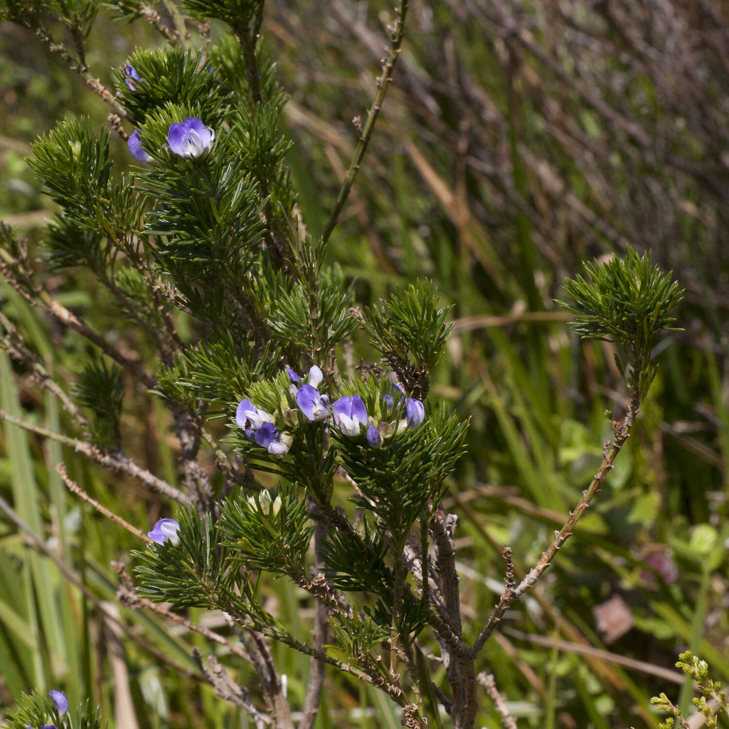 Psoralea ivumba的圖片