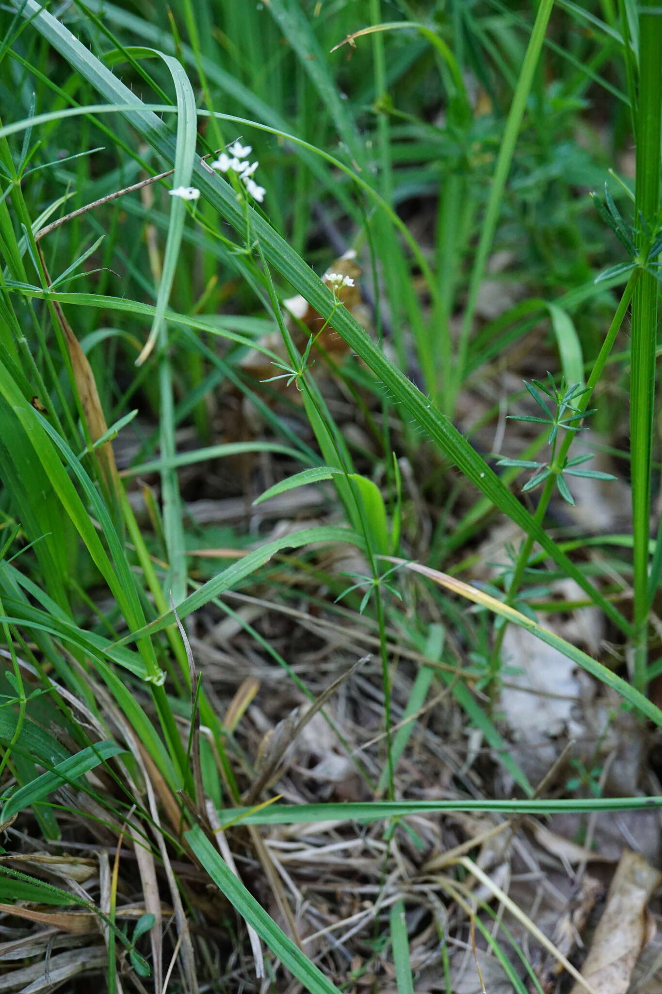 Galium pumilum Murray的圖片