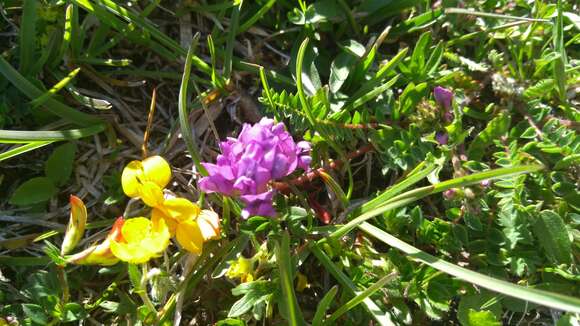 Image de Oxytropis jacquinii Bunge