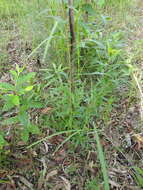 Image of White-flowering Bottle-brush