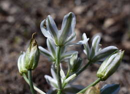 Imagem de Ornithogalum navaschinii Agapova