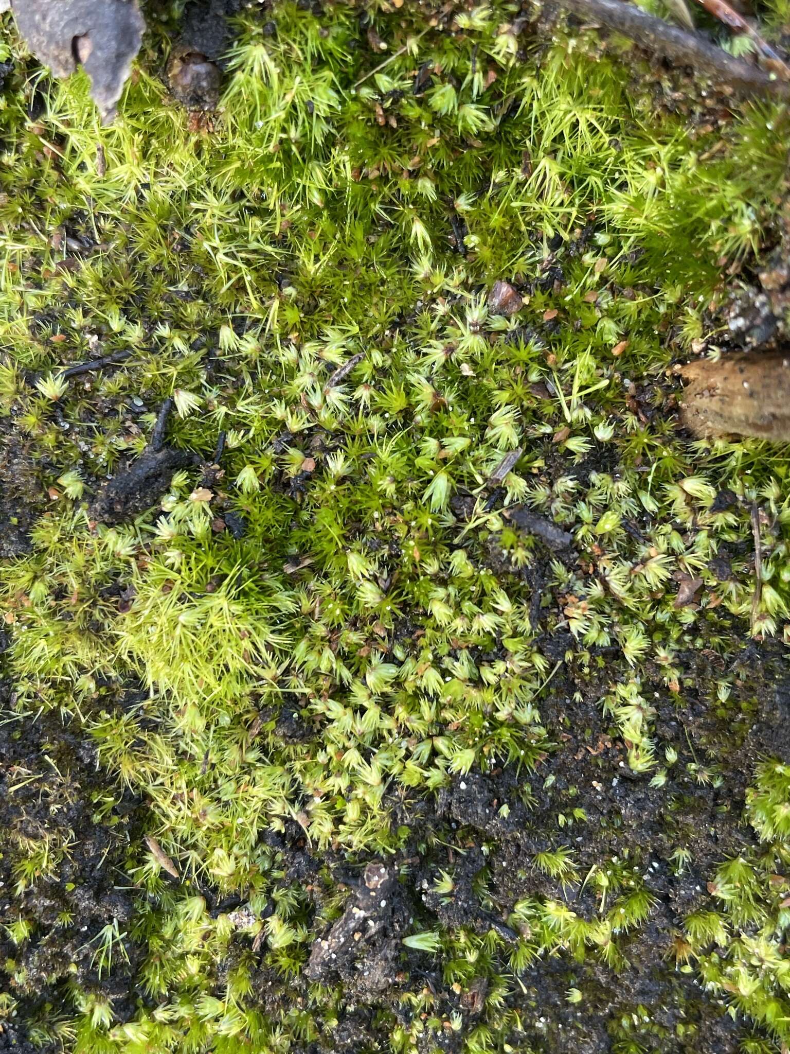 Image of rusty swan-neck moss