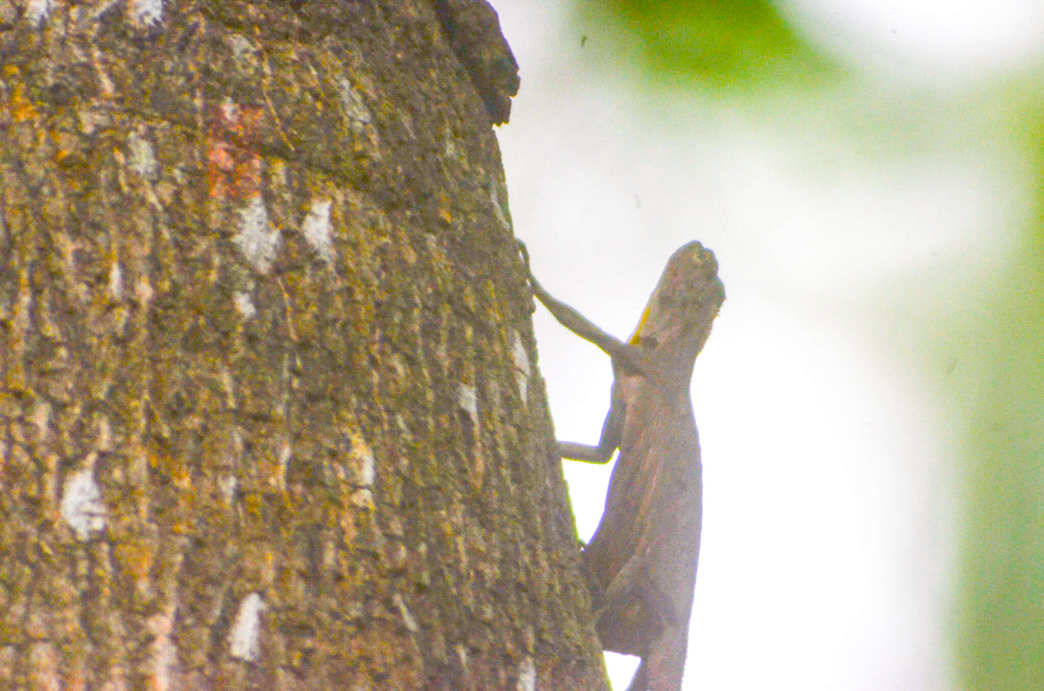 Draco timoriensis Kuhl 1820 resmi