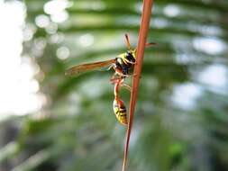 Image of Yellow and black potter wasp