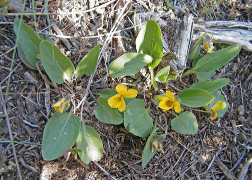 Imagem de Viola vallicola A. Nelson