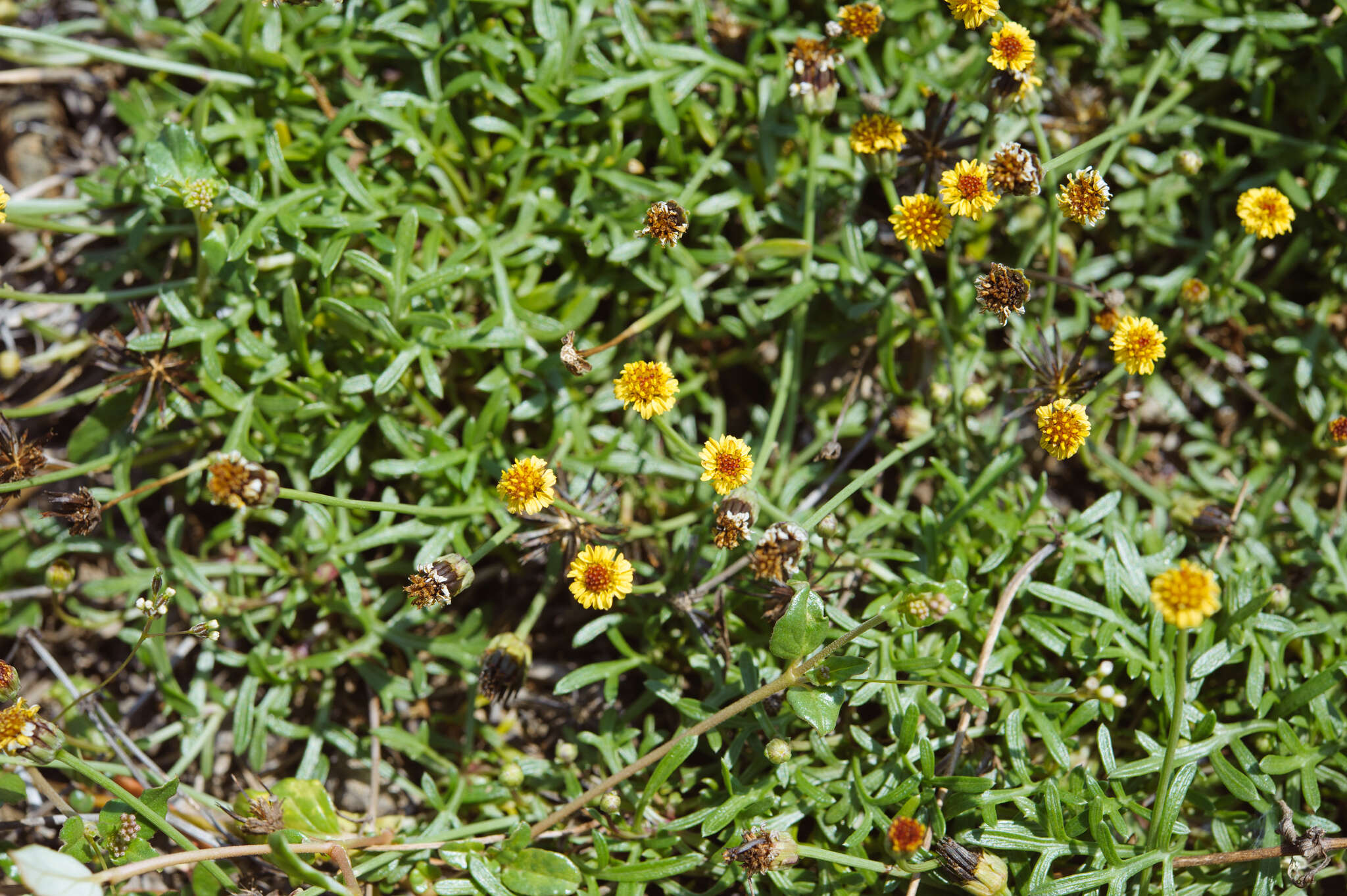 Image of cobbler's tack