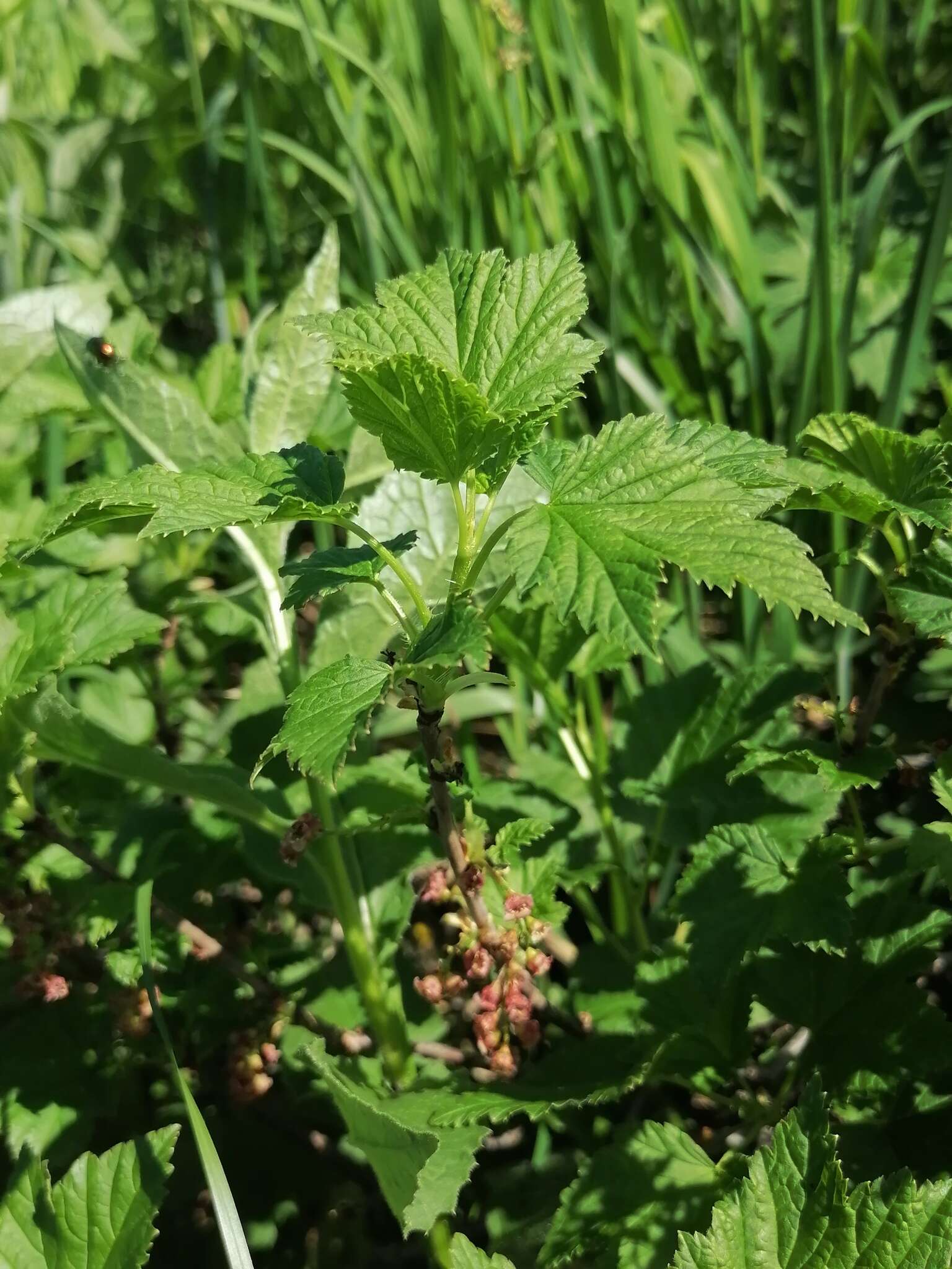 Image of Rock Red Currant