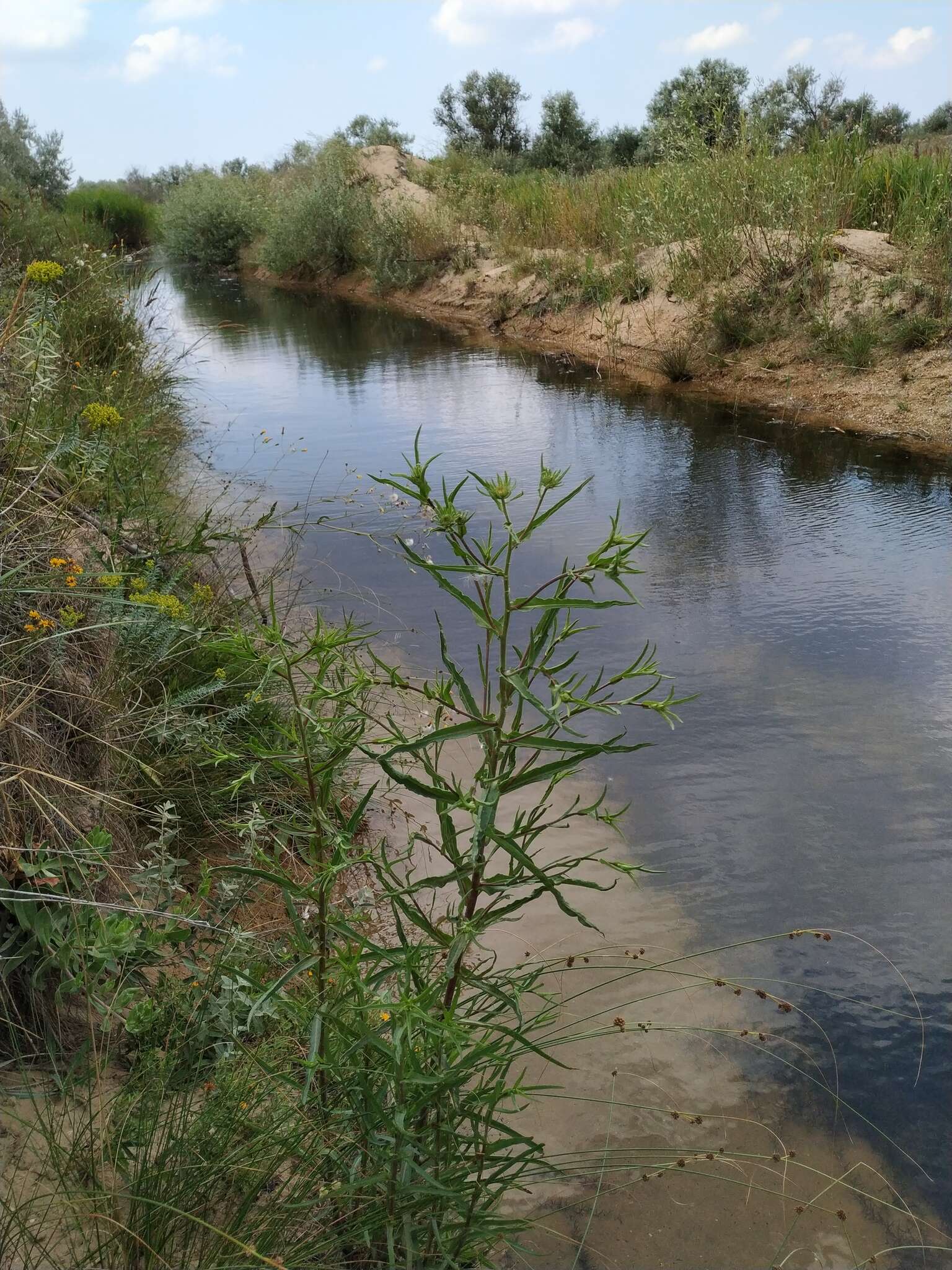 Pentanema caspicum resmi