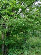 Image of Japanese elm