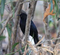 Image of Melanoptila Sclater & PL 1858