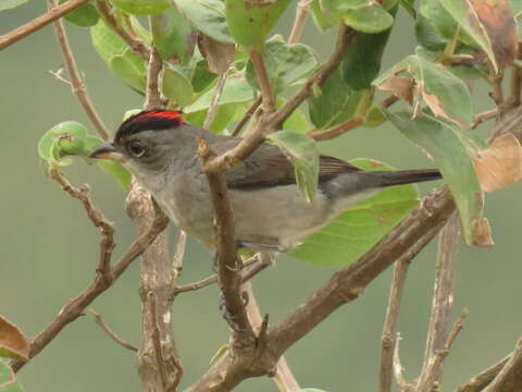 Image of Grey Pileated Finch