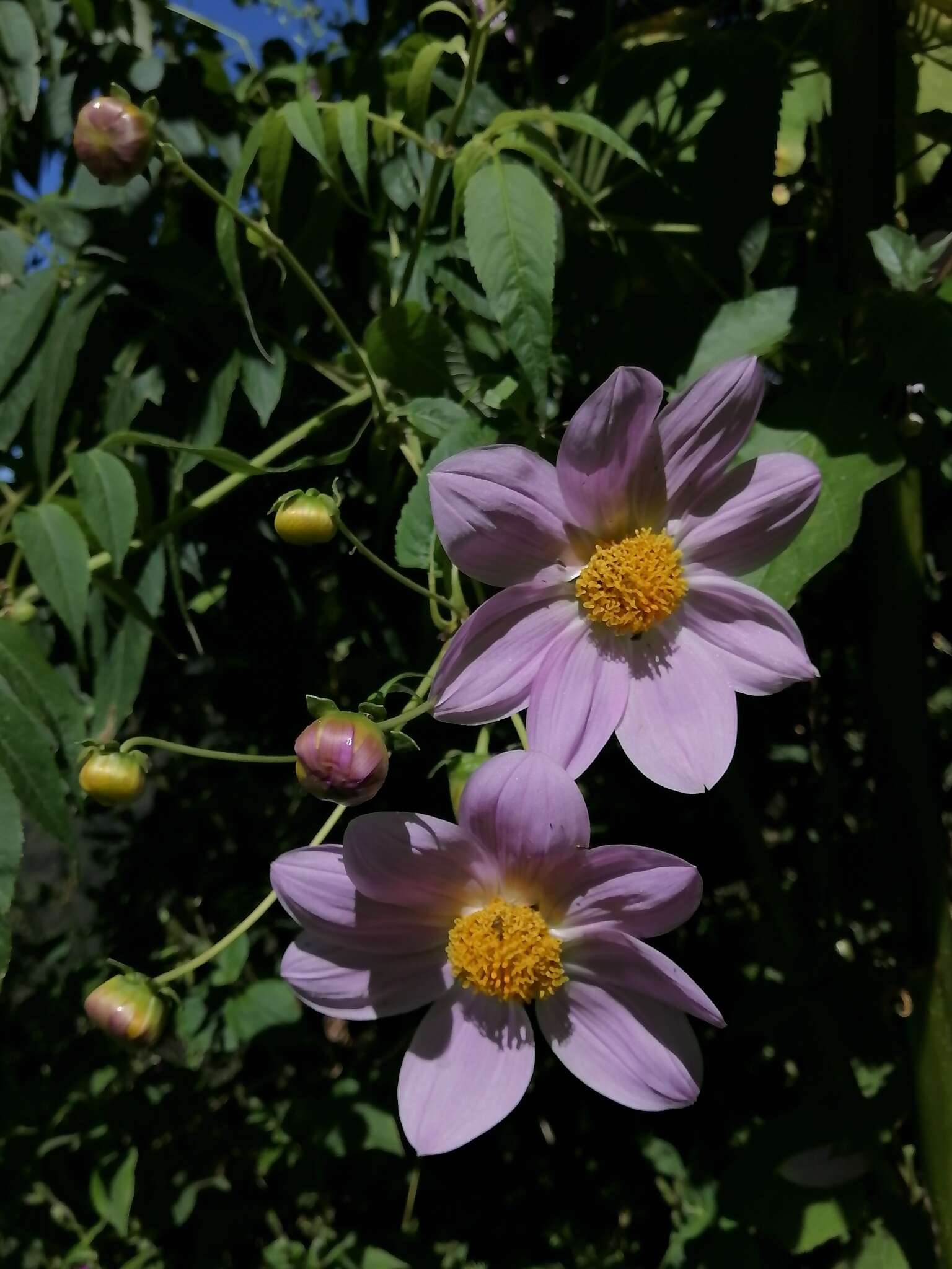 Image of Dahlia tenuicaulis P. D. Sorensen