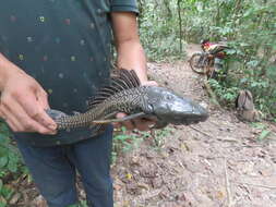 Image of Vermiculated sailfin catfish