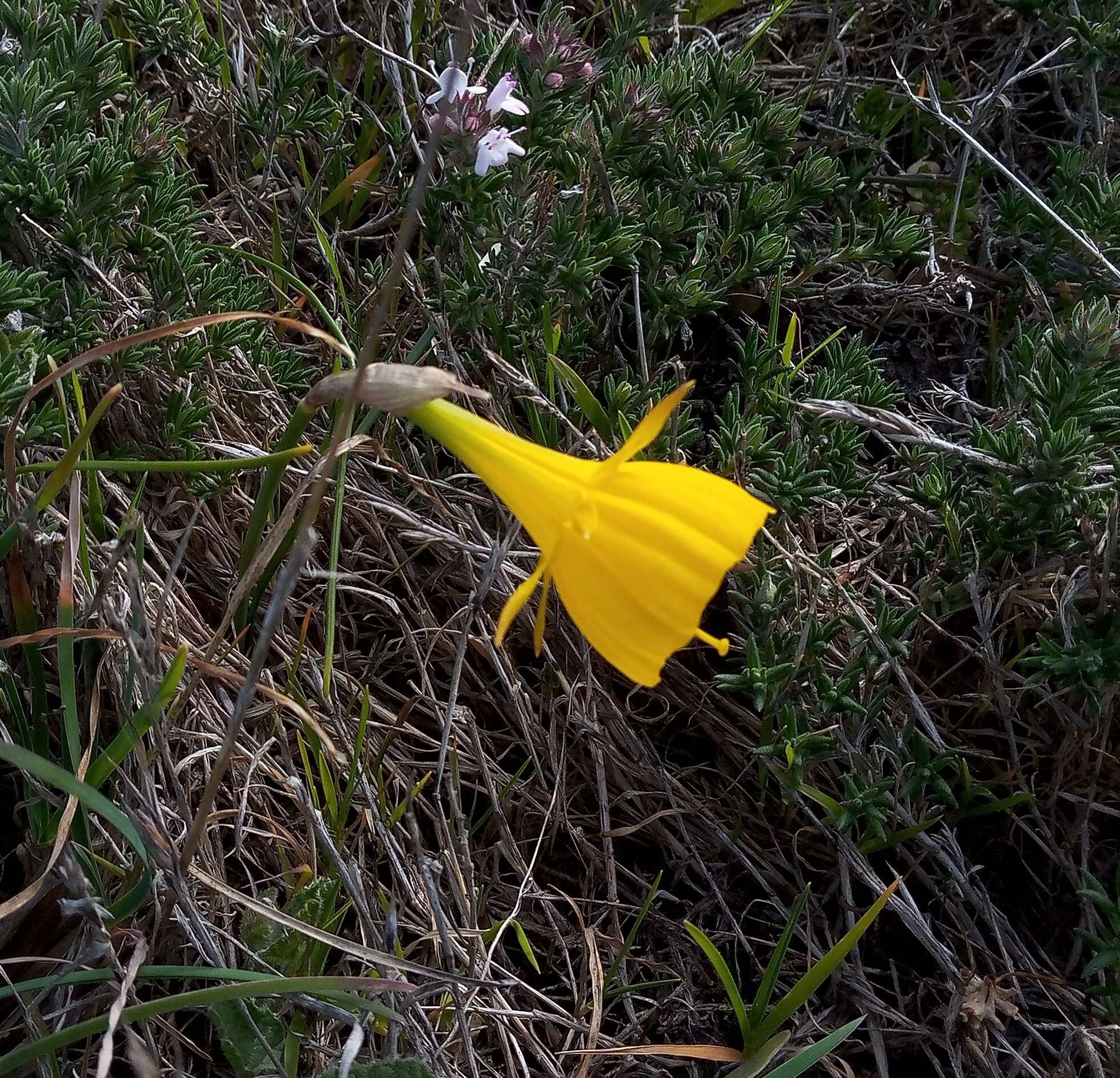 Image of petticoat daffodil