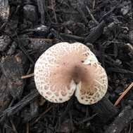 Image of Lepiota lilacea Bres. 1892