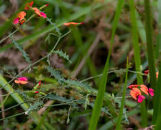 Image of Chorizema retrorsum