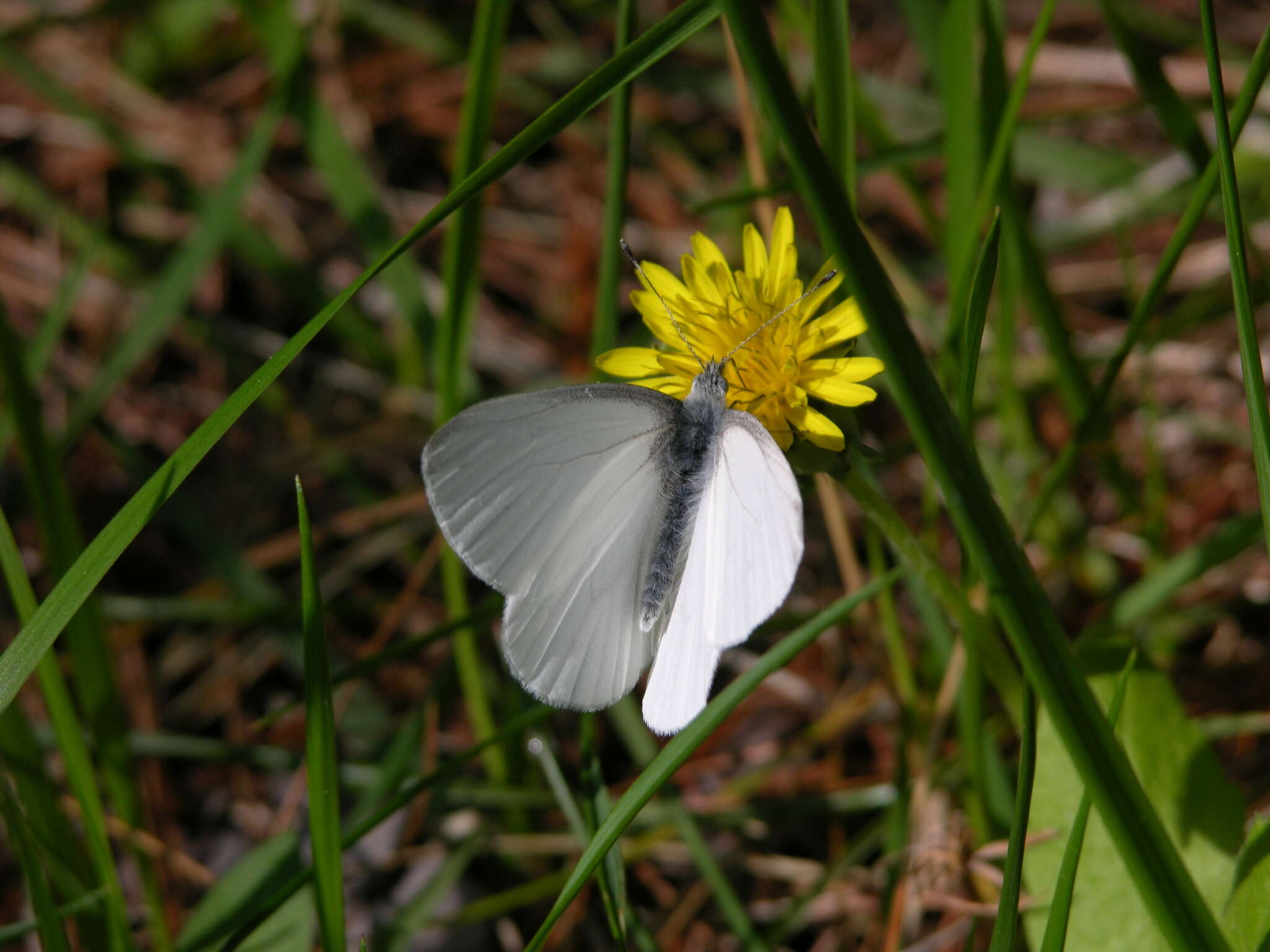 Image of West Virginia White