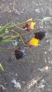 Calochortus nigrescens Ownbey resmi