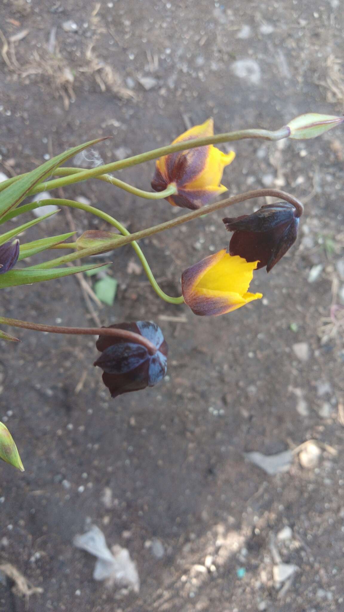 Calochortus nigrescens Ownbey resmi