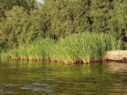 Image of Manchurian wild rice