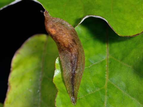 Image of Leaf-veined slug