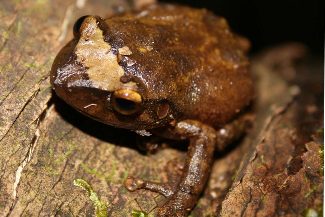 صورة Eleutherodactylus coqui Thomas 1966