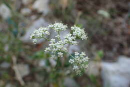 Imagem de Seseli longifolium subsp. longifolium