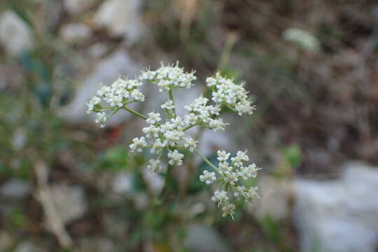 Image de Seseli longifolium L.