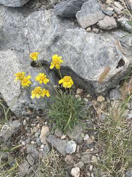 Image of Arizona four-nerve daisy