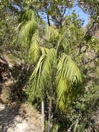 Image of Onilahy palm