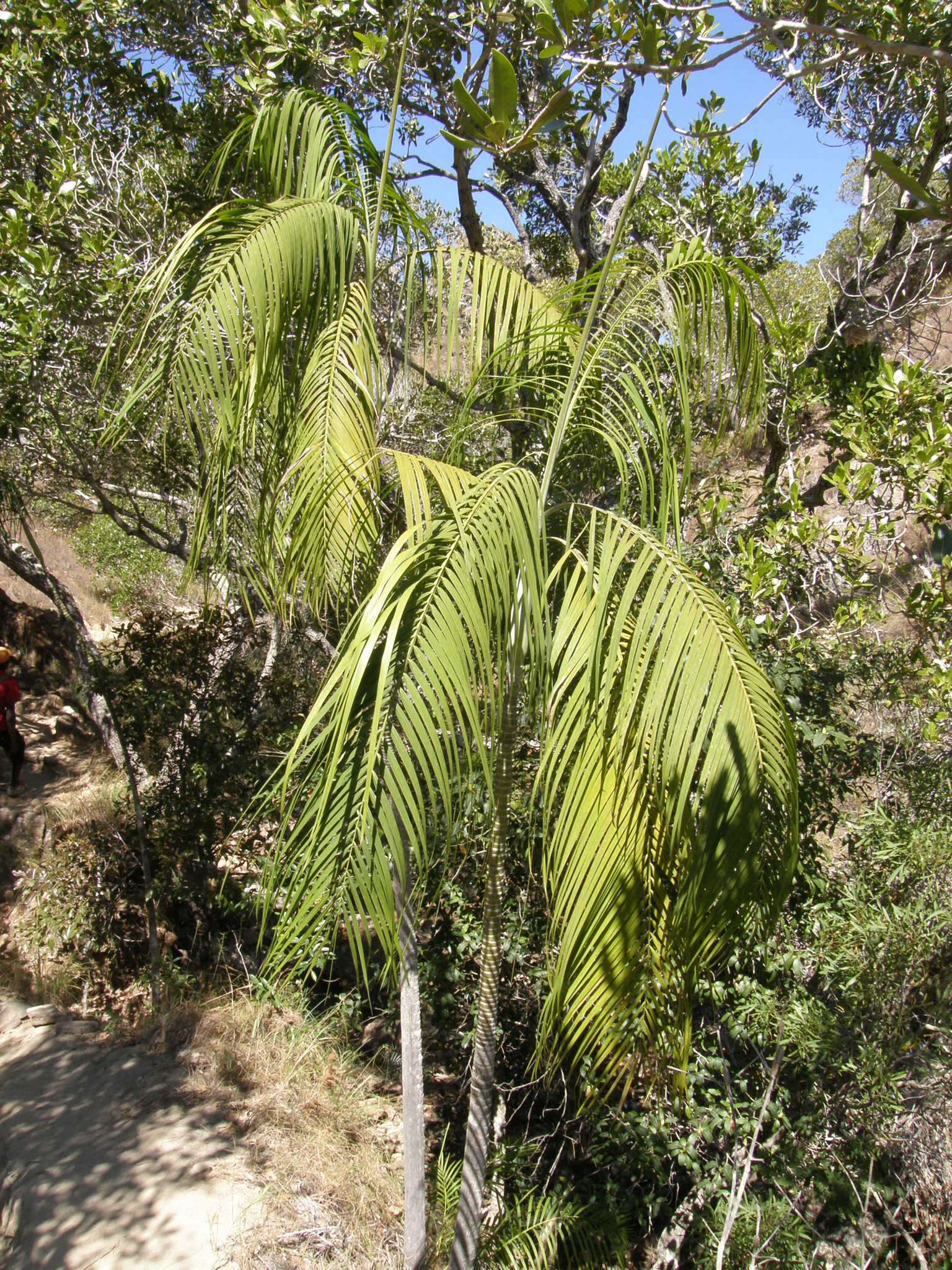 Sivun Dypsis onilahensis (Jum. & H. Perrier) Beentje & J. Dransf. kuva