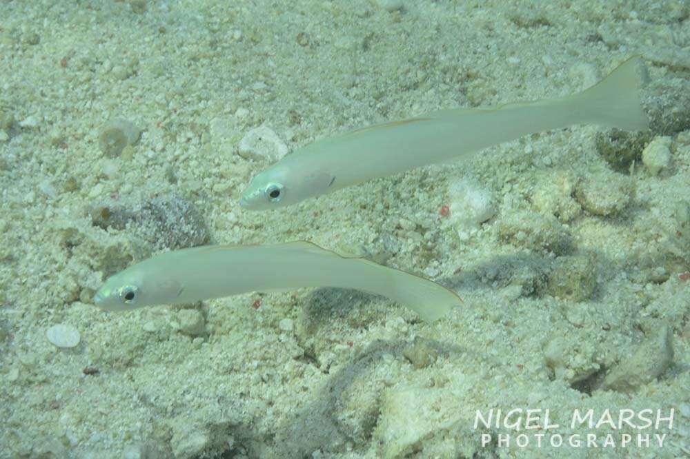 Image of Blue gudgeon