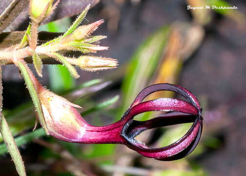 Image of Ceropegia jainii M. Y. Ansari & B. G. Kulkarni