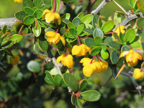 Image of Magellan barberry