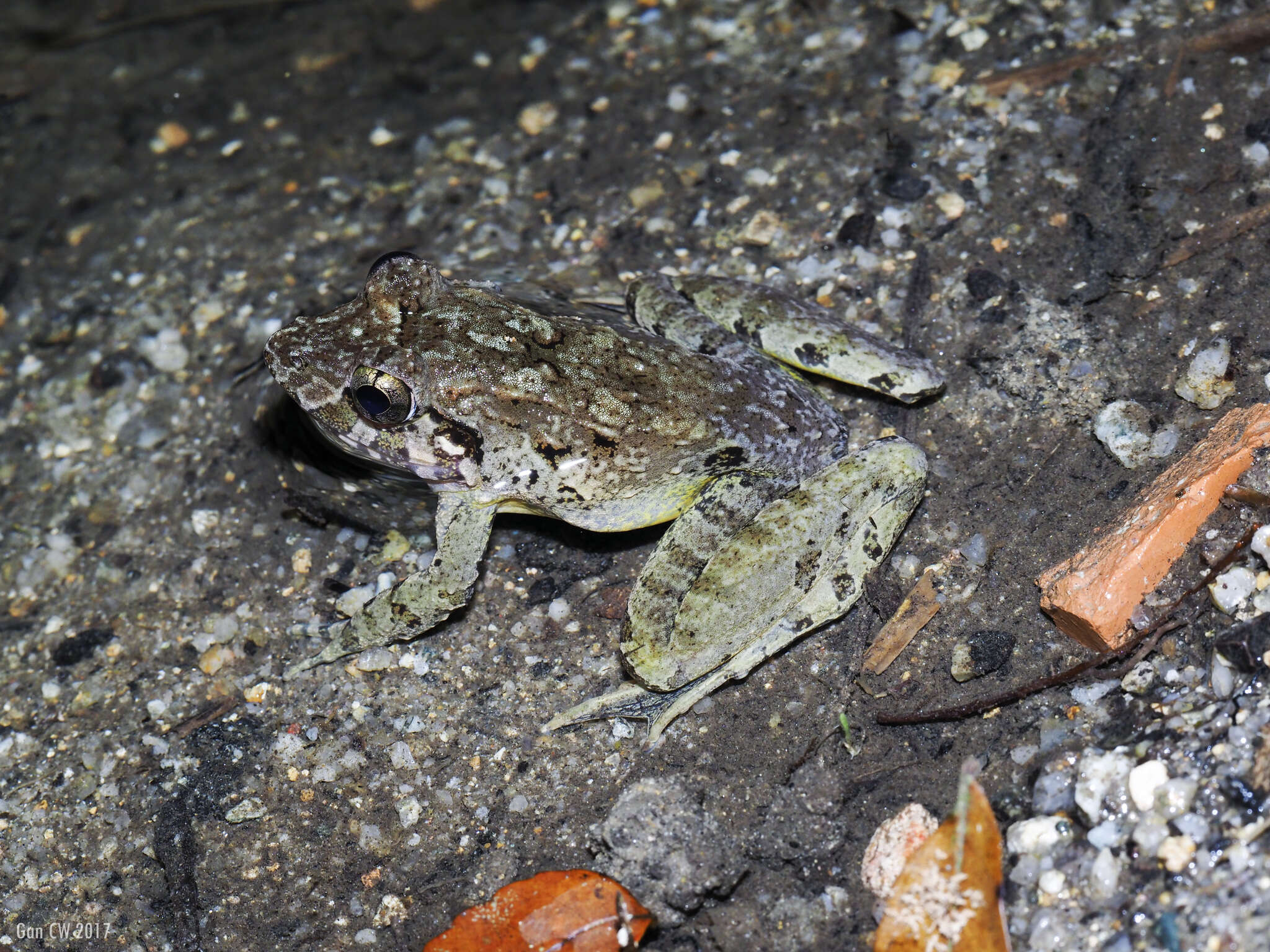 Image of Asian Brackish Frog